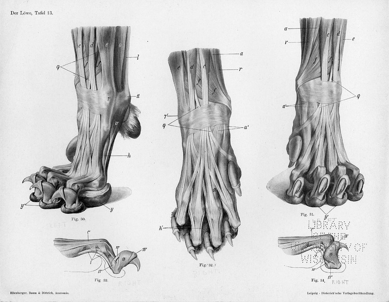 Illustration for article titled Lose Yourself In The Gorgeous Anatomical Drawings of Hermann Dittrich